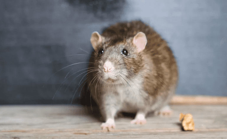 Experts warn of rise in ‘mutant super rats’ invading homes Experts warn of rise in ‘mutant super rats’ invading homes