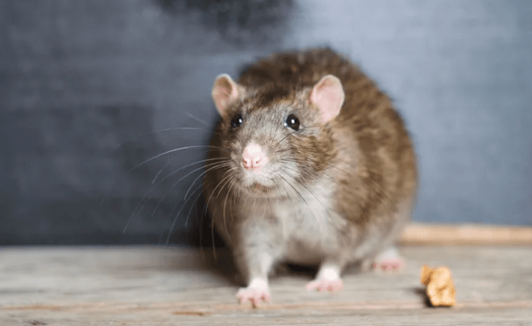 Experts warn of rise in ‘mutant super rats’ invading homes Experts warn of rise in ‘mutant super rats’ invading homes