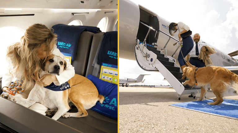 Airline dedicated to dogs is launching in the UK next month Airline dedicated to dogs is launching in the UK next month