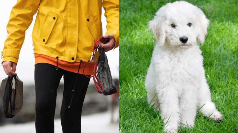 ‘People who don’t pick up after their dog’ voted the biggest pet peeve for Brits ‘People who don’t pick up after their dog’ voted the biggest pet peeve for Brits