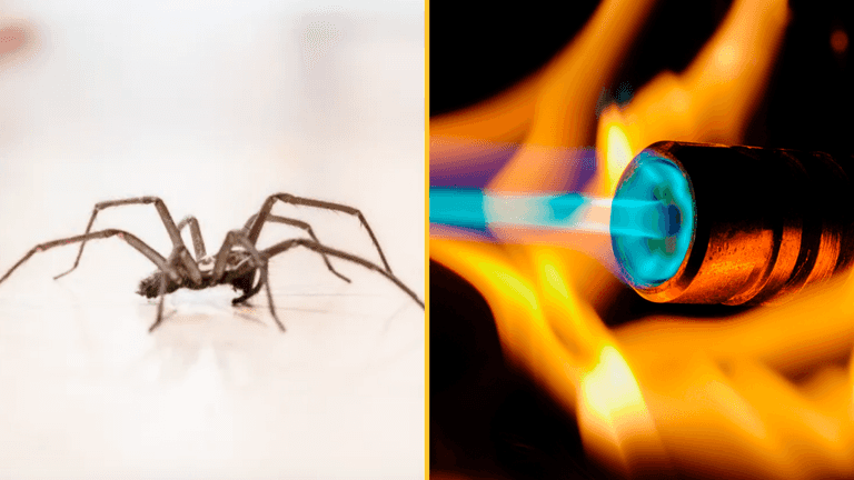 Man starts huge house fire after trying to kill spider with blowtorch Man starts huge house fire after trying to kill spider with blowtorch