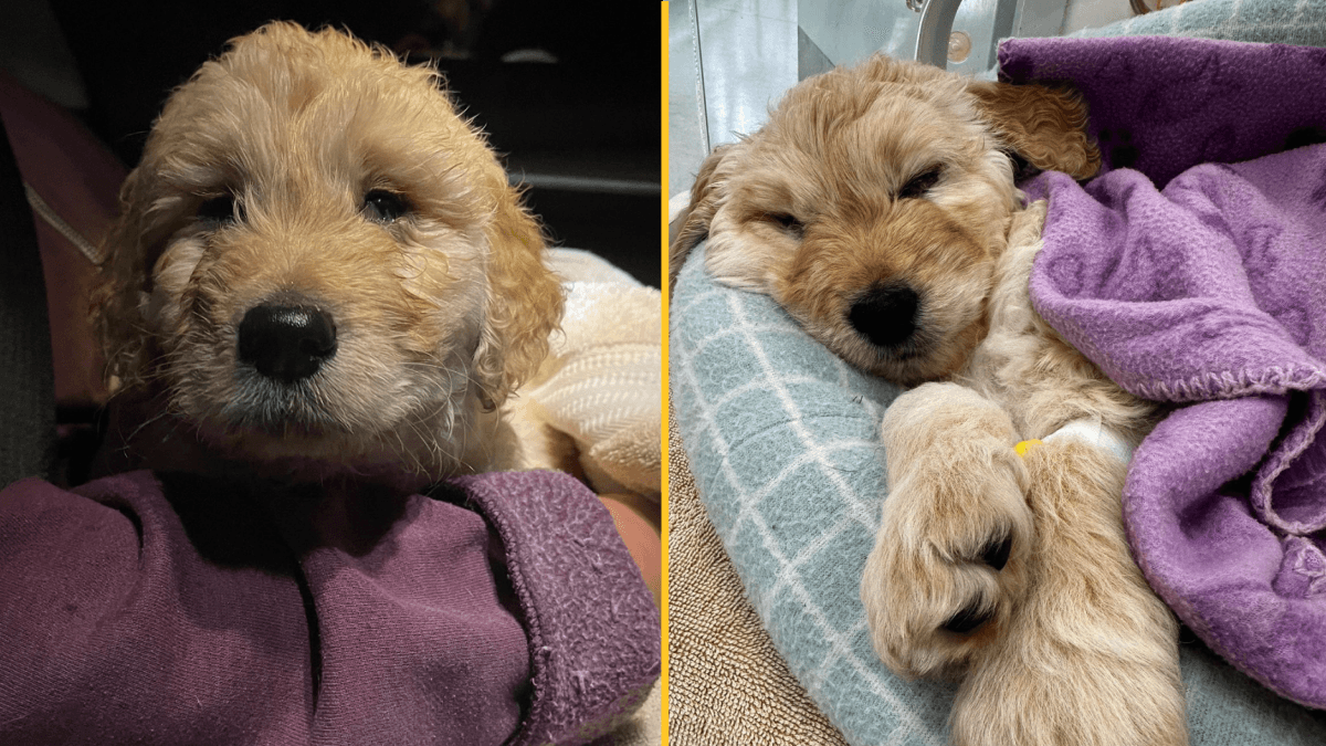 Vet praised for response after 7-week-old puppy is brought in to be euthanised