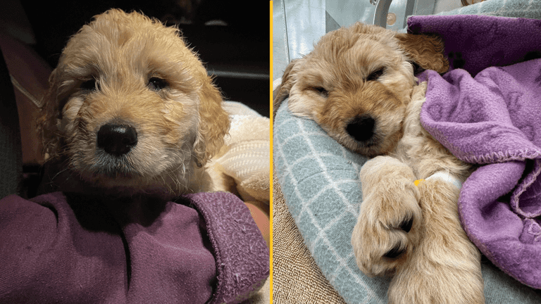 Vet praised for response after 7-week-old puppy is brought in to be euthanised Vet praised for response after 7-week-old puppy is brought in to be euthanised