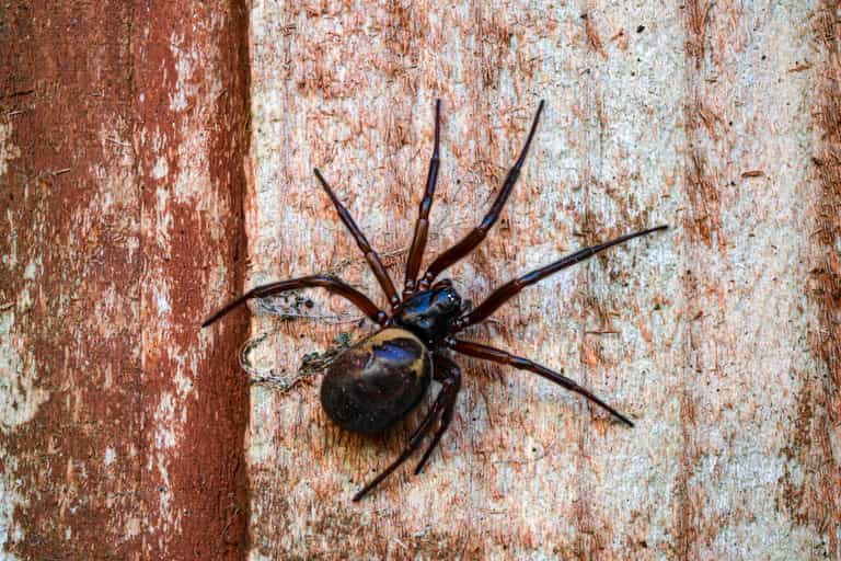 Giant spiders with ‘wasp sting’ bite set to invade UK Giant spiders with ‘wasp sting’ bite set to invade UK