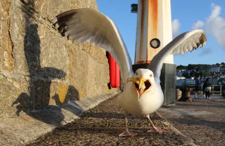 Hungry seagull named Greg terrorising UK seaside town Hungry seagull named Greg terrorising UK seaside town