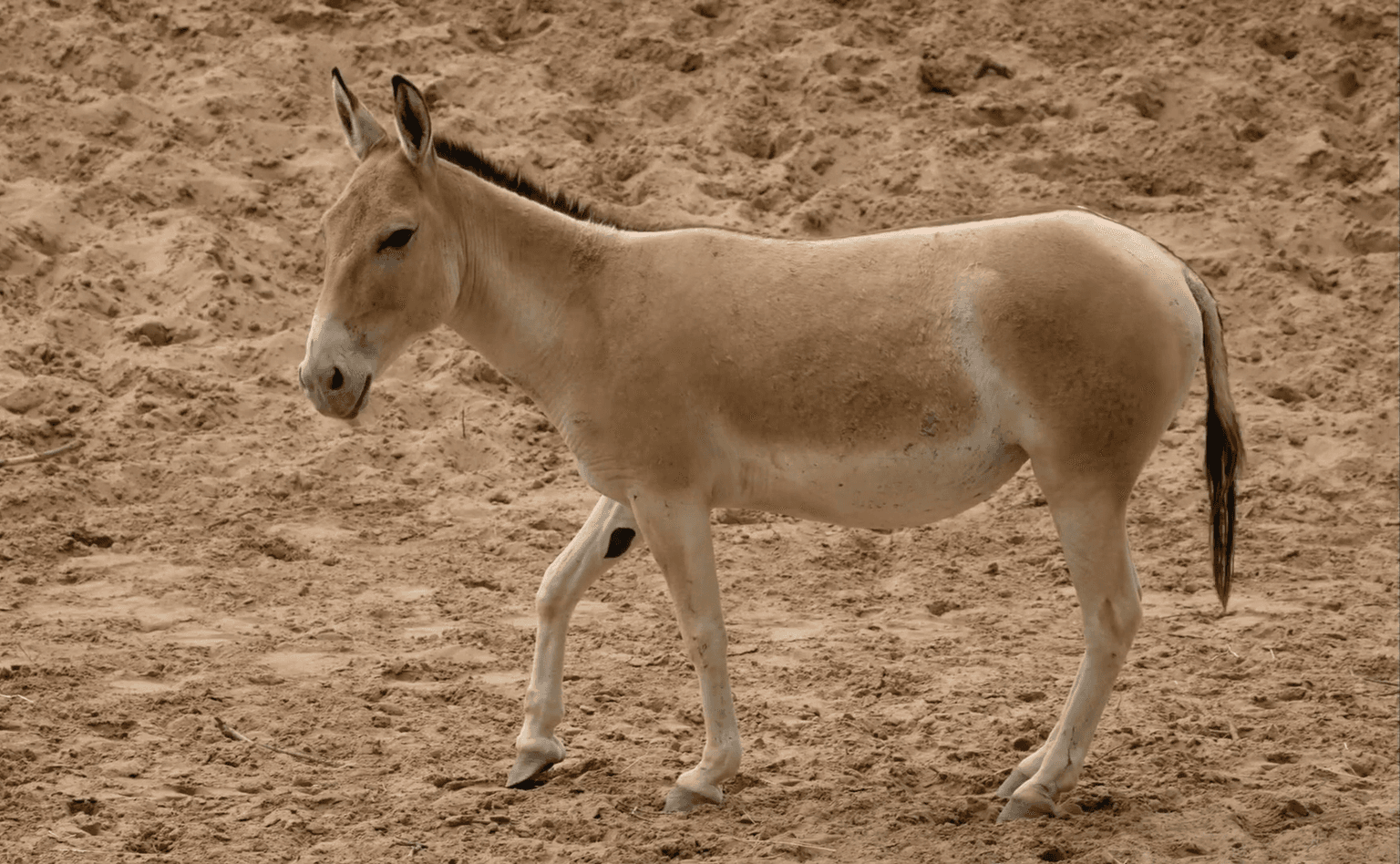 One of the world’s rarest animals has been born at a UK zoo