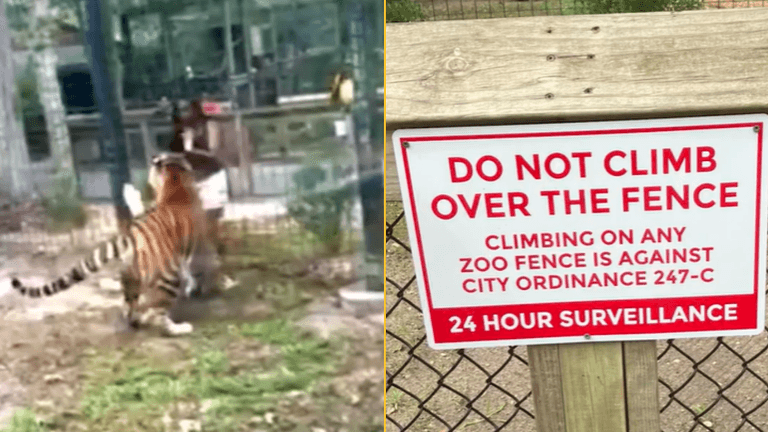 Terrifying footage shows tiger nearly biting woman’s hand off after she climbs zoo fence Terrifying footage shows tiger nearly biting woman’s hand off after she climbs zoo fence