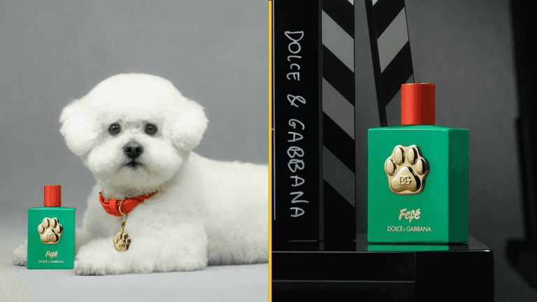 Dolce & Gabbana launch dog perfume for £85 a bottle Dolce & Gabbana launch dog perfume for £85 a bottle