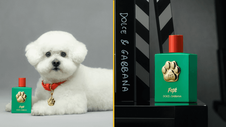 Dolce & Gabbana launch dog perfume for £85 a bottle Dolce & Gabbana launch dog perfume for £85 a bottle