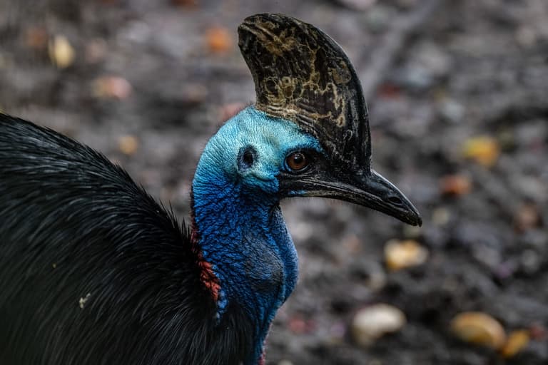 Chick of ‘most dangerous bird in the world’ hatches in Cotswolds Chick of ‘most dangerous bird in the world’ hatches in Cotswolds