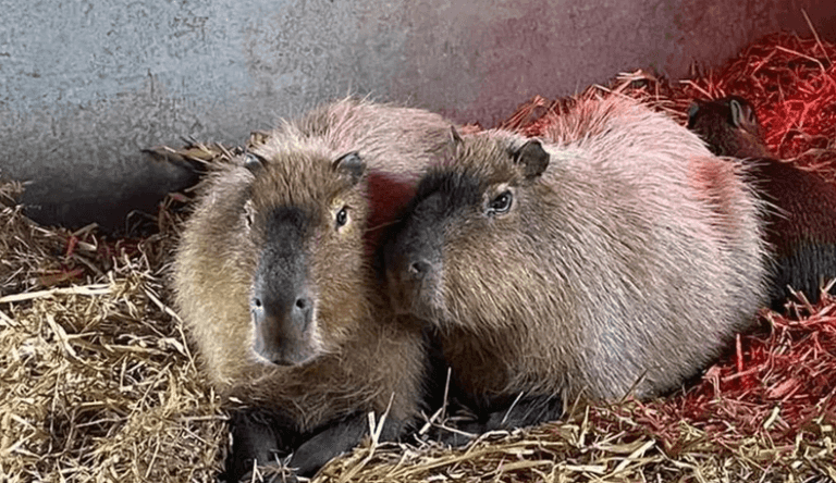 Capybara called Cinnamon on the loose after escaping from Shropshire Zoo Capybara called Cinnamon on the loose after escaping from Shropshire Zoo