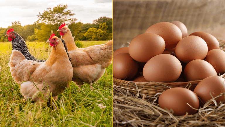 Scientists say they finally know what came first the chicken or the egg Scientists say they finally know what came first the chicken or the egg