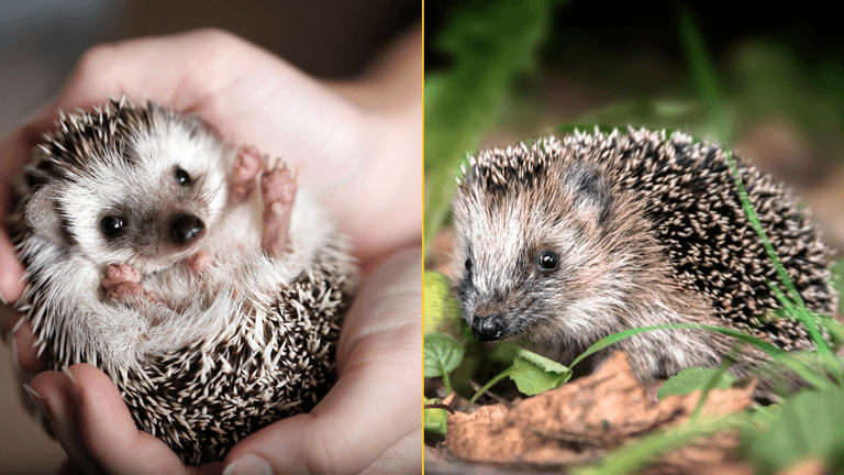 Scientists warn hedgehogs are heading for extinction Scientists warn hedgehogs are heading for extinction