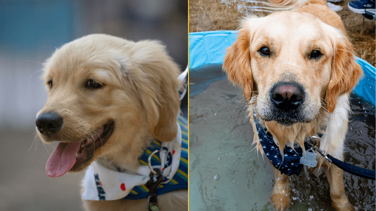 Dogs are entering a new stage of evolution, scientists discover Dogs are entering a new stage of evolution, scientists discover
