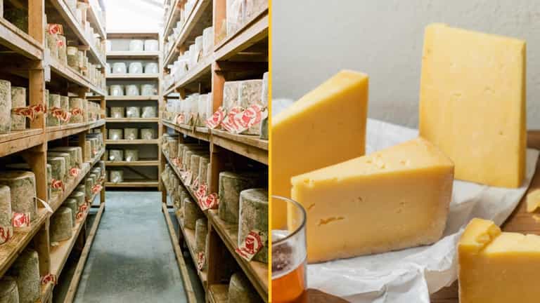 More than 22 tonnes of cheddar stolen from cheesemongers in elaborate heist More than 22 tonnes of cheddar stolen from cheesemongers in elaborate heist