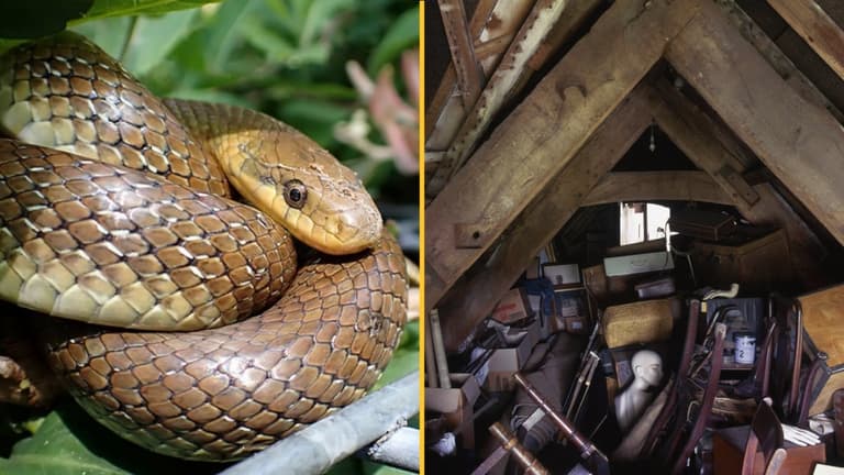 Invasive two-metre-long snakes are surviving in attics and walls of British homes Invasive two-metre-long snakes are surviving in attics and walls of British homes