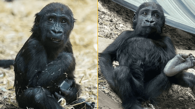 Baby gorilla dies after ‘human error’ accident at zoo Baby gorilla dies after ‘human error’ accident at zoo