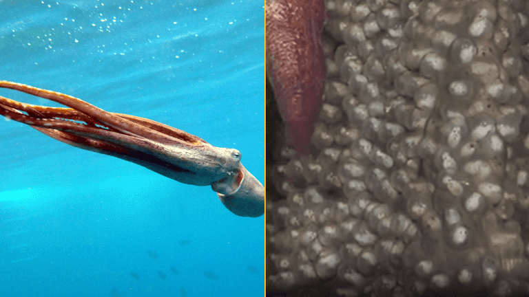 Deep-sea scientists just filmed something humungous swimming over the seafloor in Chile Deep-sea scientists just filmed something humungous swimming over the seafloor in Chile