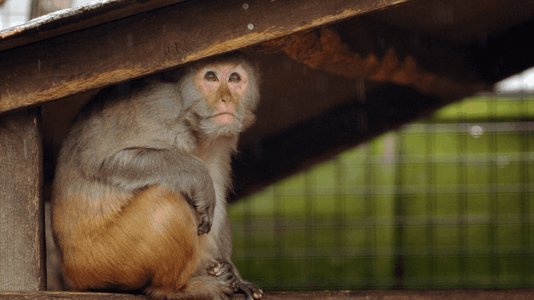 More than 40 monkeys on the loose after escaping from research lab More than 40 monkeys on the loose after escaping from research lab