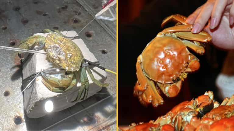 Scientists find that crabs can actually feel pain, prompting calls for more humane ways to cook them Scientists find that crabs can actually feel pain, prompting calls for more humane ways to cook them