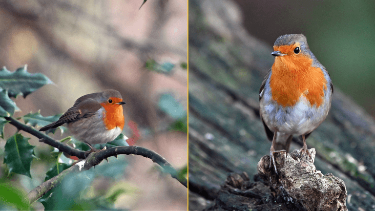 Brits urged to take action if they see robins in their garden Brits urged to take action if they see robins in their garden