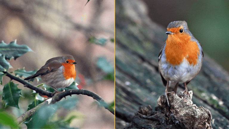 Brits urged to take action if they see robins in their garden Brits urged to take action if they see robins in their garden