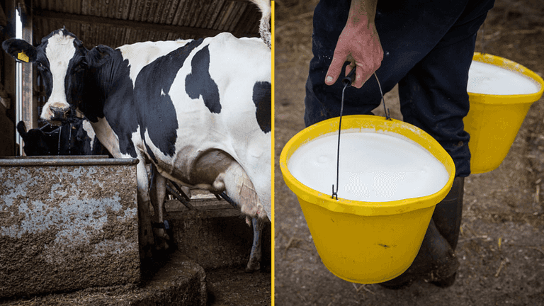 Here’s why Brits are boycotting supermarkets over controversial milk additive Here’s why Brits are boycotting supermarkets over controversial milk additive