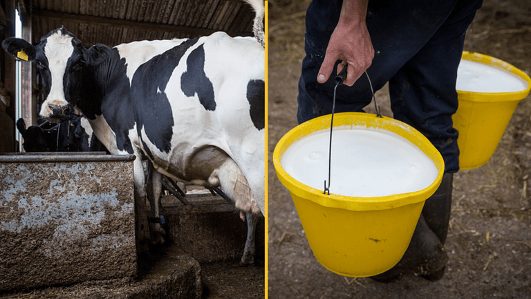 Here’s why Brits are boycotting supermarkets over controversial milk additive Here’s why Brits are boycotting supermarkets over controversial milk additive