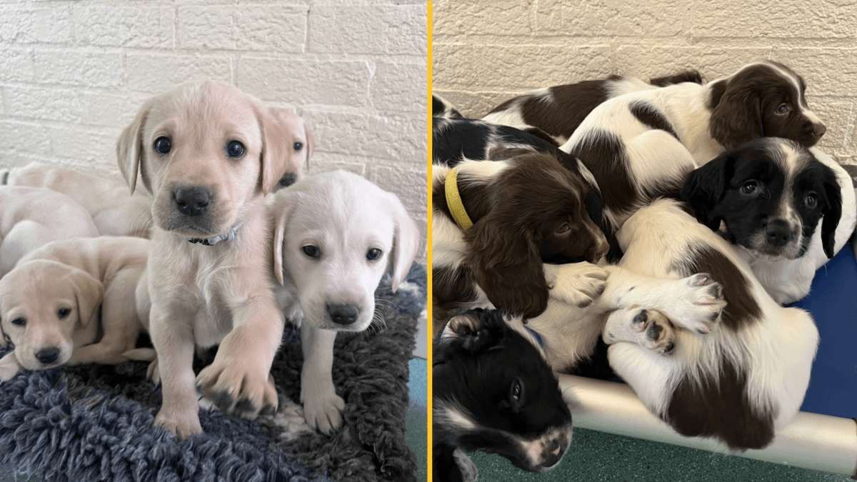 Police force looking for puppy foster homes before they join the force