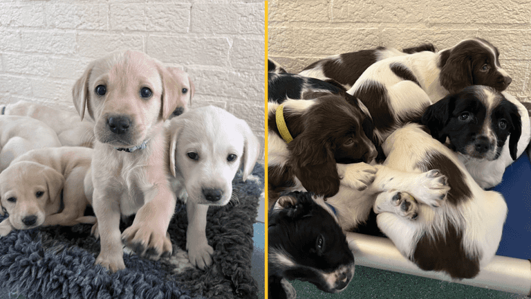 Police force looking for puppy foster homes before they join the force Police force looking for puppy foster homes before they join the force
