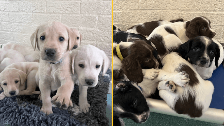 Police force looking for puppy foster homes before they join the force Police force looking for puppy foster homes before they join the force