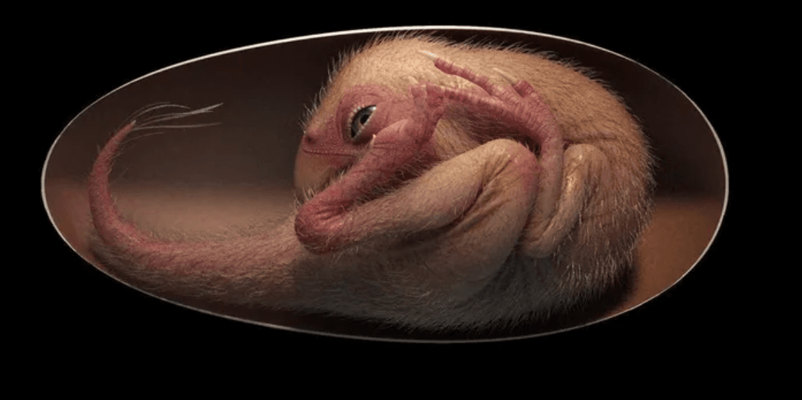 Scientists discover perfectly preserved dinosaur embryo inside fossilised egg
