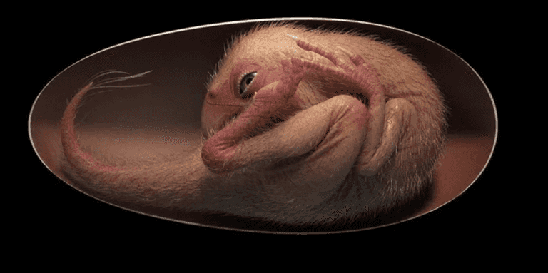 Scientists discover perfectly preserved dinosaur embryo inside fossilised egg Scientists discover perfectly preserved dinosaur embryo inside fossilised egg