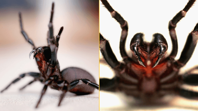 Highly dangerous new species of spider has been found Highly dangerous new species of spider has been found