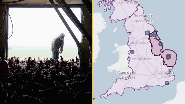 Whole of England put in bird flu ‘prevention zone’ after rise in cases Whole of England put in bird flu ‘prevention zone’ after rise in cases