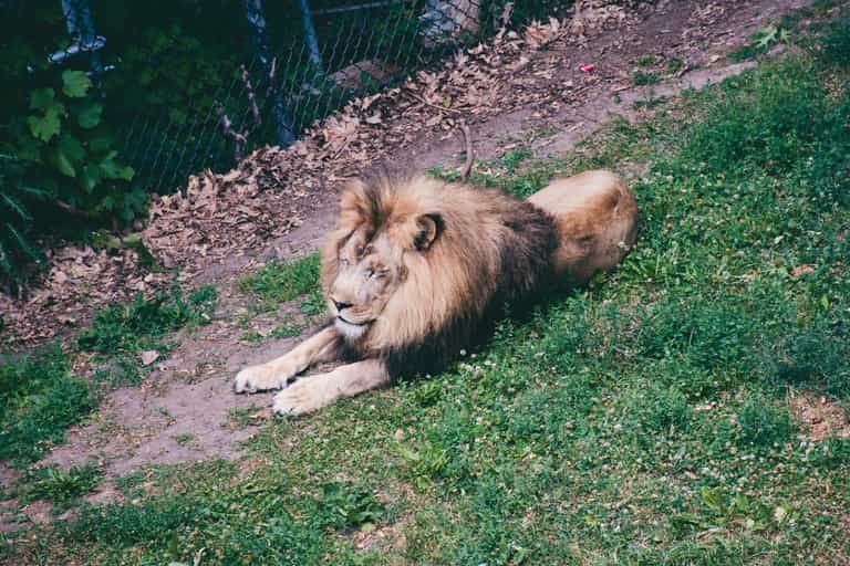 Zookeeper eaten alive after filming himself with escaped lions ‘to impress girlfriend’ Zookeeper eaten alive after filming himself with escaped lions ‘to impress girlfriend’