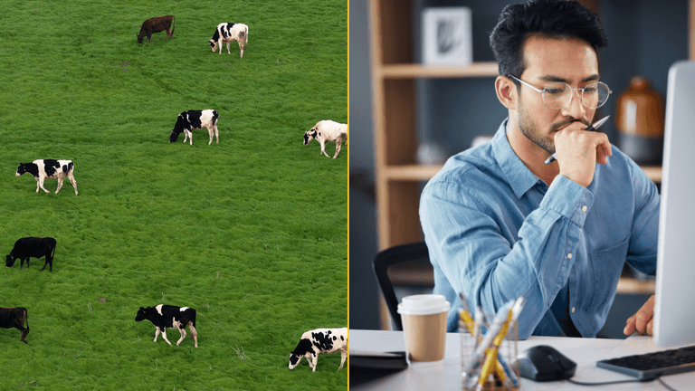 Viral cow maths puzzle has left people’s brains frazzled Viral cow maths puzzle has left people’s brains frazzled