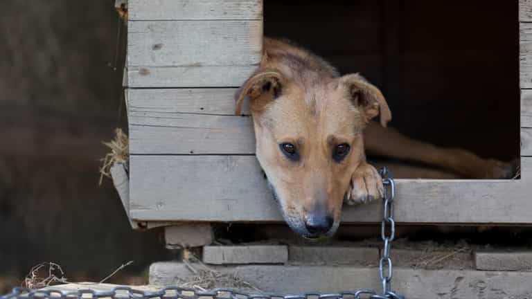 Woman divorces husband for leaving dogs outside in the cold all the time Woman divorces husband for leaving dogs outside in the cold all the time