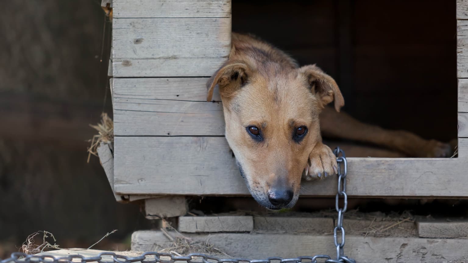 Woman divorces husband for leaving dogs outside in the cold all the time