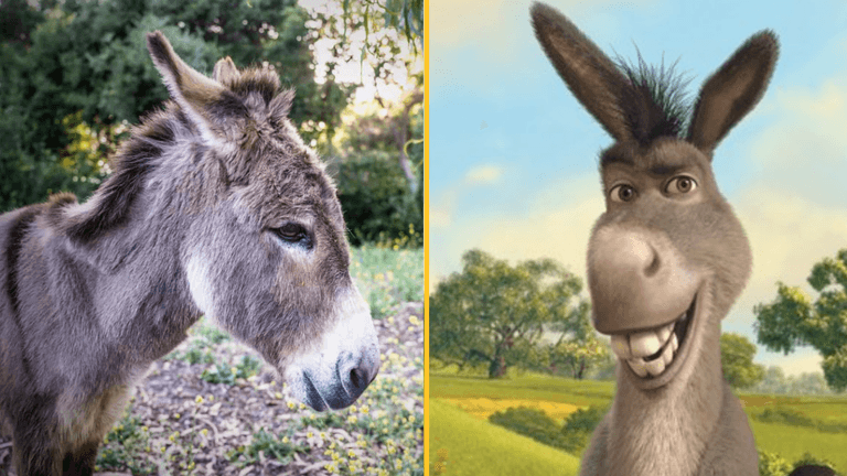 Donkey that inspired iconic Shrek character dies aged 30 Donkey that inspired iconic Shrek character dies aged 30