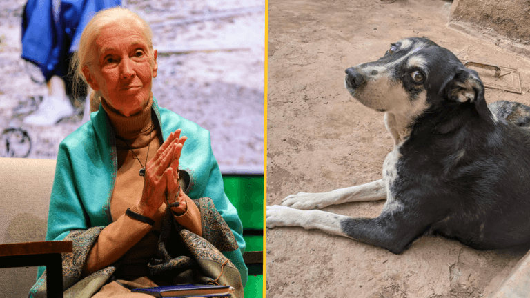 Three million dogs could be killed in Morocco ahead of FIFA World Cup Three million dogs could be killed in Morocco ahead of FIFA World Cup