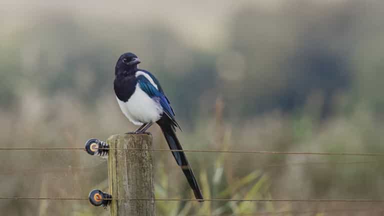 Brits given warning on what to do if they see magpies in their garden this winter Brits given warning on what to do if they see magpies in their garden this winter