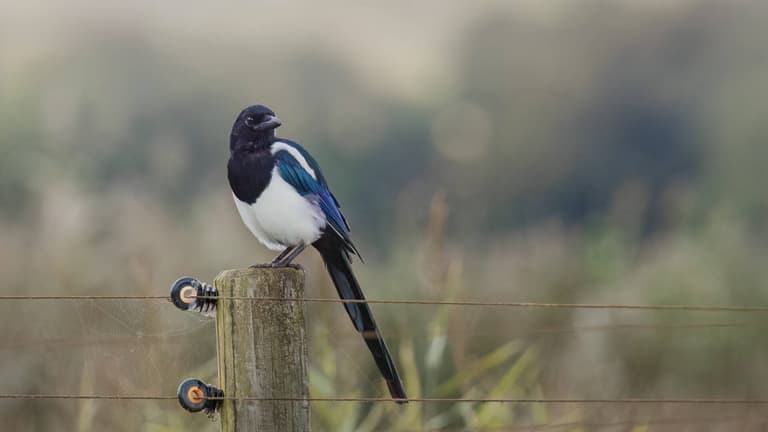 Brits given warning on what to do if they see magpies in their garden this winter Brits given warning on what to do if they see magpies in their garden this winter