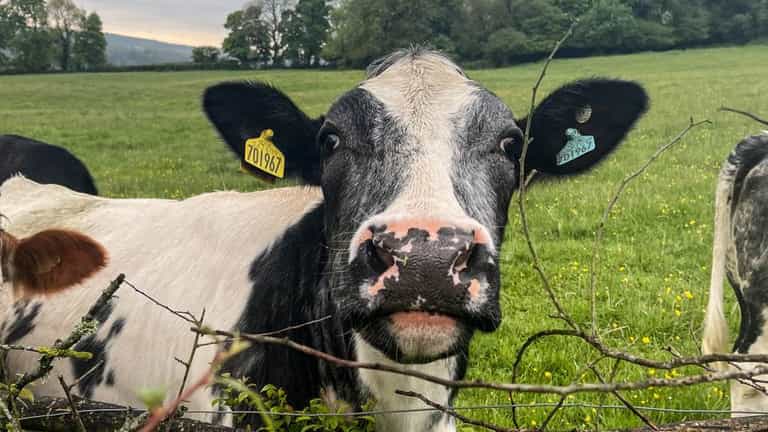 Farm worker kicked to death while ‘trying to have sex with cow’ Farm worker kicked to death while ‘trying to have sex with cow’