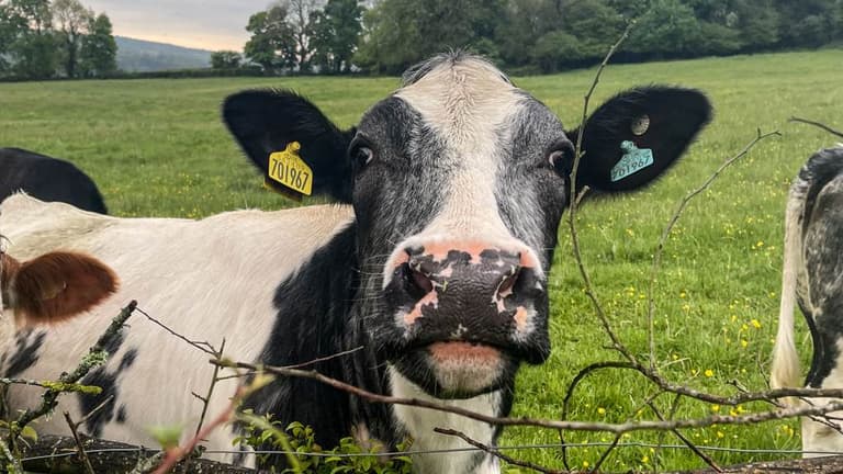 Farm worker kicked to death while ‘trying to have sex with cow’ Farm worker kicked to death while ‘trying to have sex with cow’