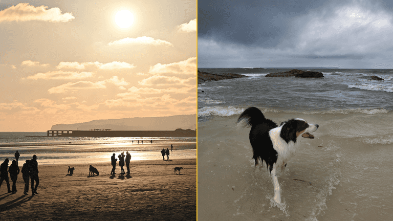 Urgent warning issued to dog walkers as number of pets ‘drop dead’ Urgent warning issued to dog walkers as number of pets ‘drop dead’