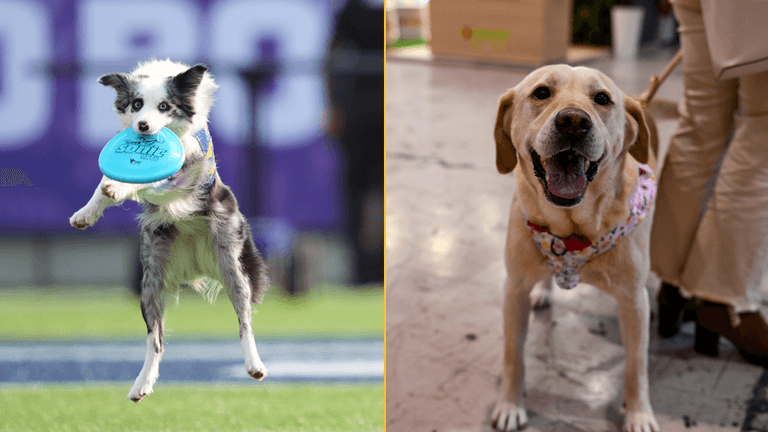 Expert reveals maximum amount of time it’s fair to leave your dog home alone Expert reveals maximum amount of time it’s fair to leave your dog home alone