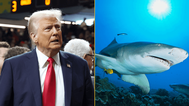 Donald Trump says bringing back plastic straws is fine because sharks can eat them Donald Trump says bringing back plastic straws is fine because sharks can eat them