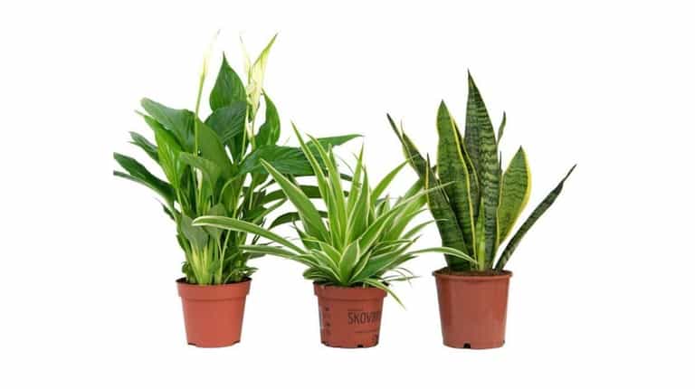 The affordable, NASA-approved plants that can stop dust and mould in your home The affordable, NASA-approved plants that can stop dust and mould in your home