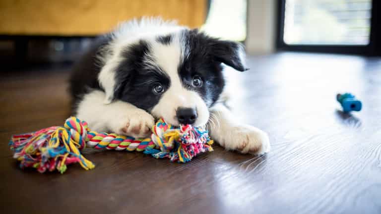 Top study suggests dogs often dream about playing with their owners Top study suggests dogs often dream about playing with their owners